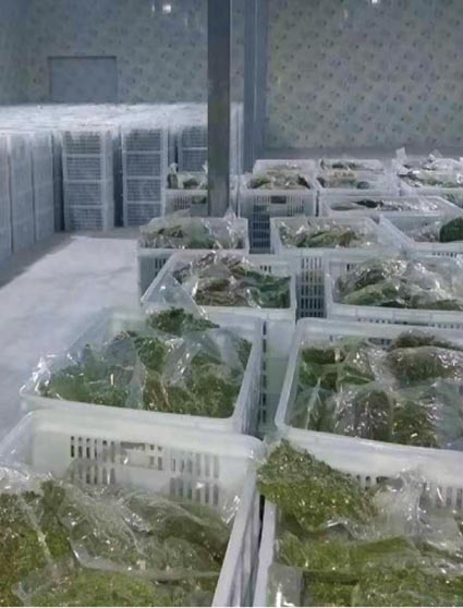 保鮮花椒冷庫